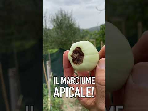 Video: Che cos'è un pomodoro a polpa marrone - Cura e raccolta del pomodoro a polpa marrone