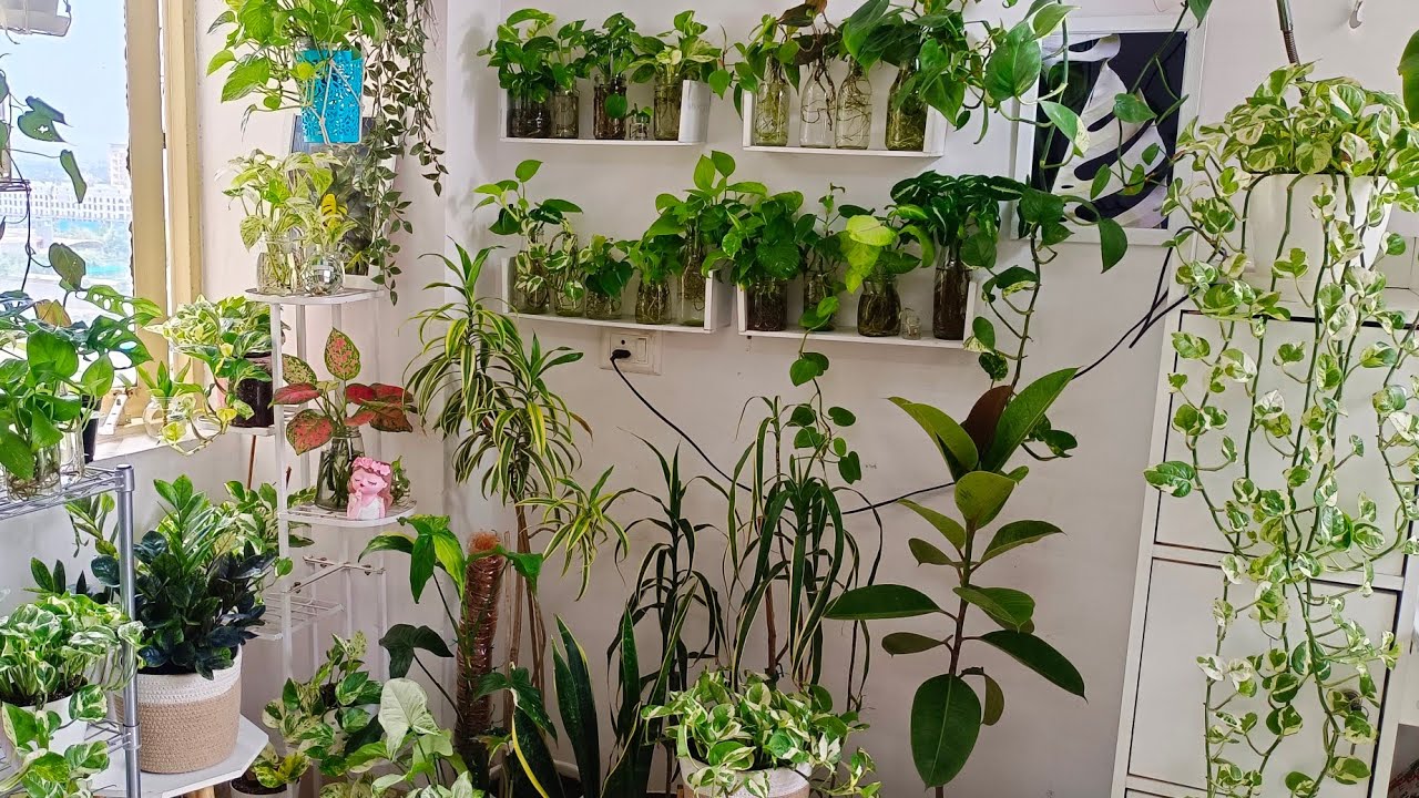 Part -1 |Indoor water plants collection| Plants without soil and sunlight 
