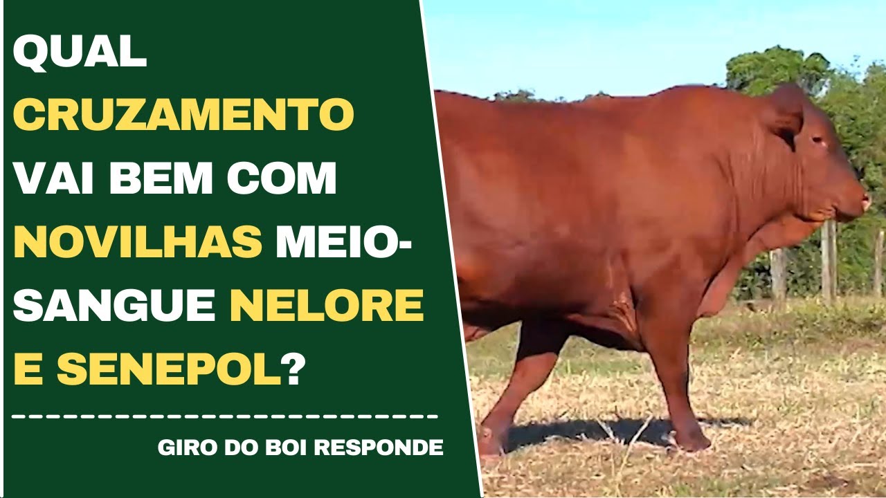 QUAL CRUZAMENTO VAI BEM COM NOVILHAS MEIO-SANGUE NELORE E SENEPOL?