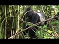 Close encounter with Silverback Gorillas