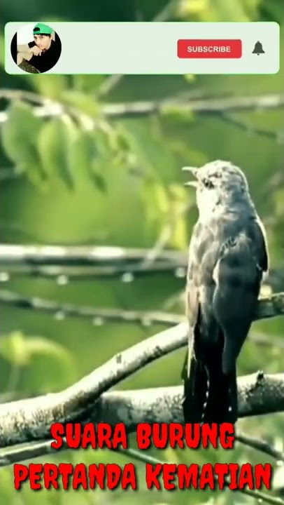 Suara burung pertanda kematian