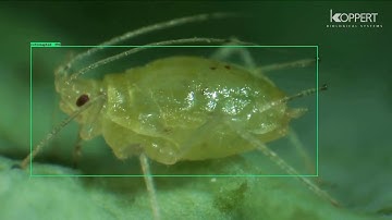 Tensorflow custom object detection - Cotton Aphids - Demo for custom AI model.