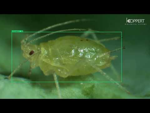 Tensorflow custom object detection - Cotton Aphids - Demo for custom AI model.
