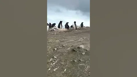 Grandma Gails Antarctica