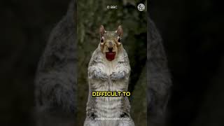 Why Do Squirrels Bury Nuts?