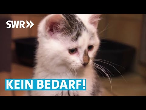 Video: 7 Tipps für die Auswahl der besten Tierarzt für Ihre Katze