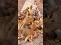 #shortsfeed #monkeylove #funnyanimal #virralyoutubevidio #animal #shortvideo