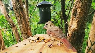 Best of Bird Feeding August 22 part 1