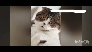 Funny Dogs And Cats Videos 2024 Best Funniest Animal Videos Of The week #6 #cat