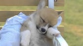 犬の訓練の音楽 トレーニング中 あなたとあなたの犬を助けるために音楽 Youtube