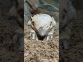 ARMADILLO sleeping 💤 ! Brillo The Six-Banded Armadillo #shorts