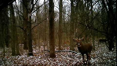 Dominance (Video from Leaf River iR-7SS)