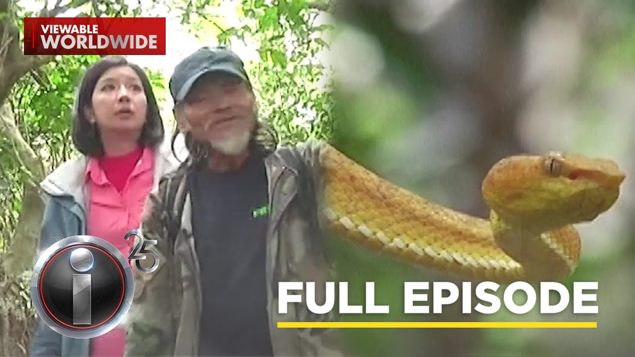 ‘Batanes Viper Trade,’ dokumentaryo ni Kara David (Full Episode) | I-Witness