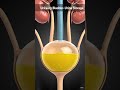 urinary system! From the kidneys to the ureters, bladder, and urethra #Anatomy #UrinarySystem