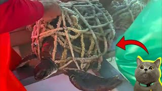 LIBERAN a TORTUGA MARINA de REDES DE PESCA Botadas por Malos Pescadores 🐢 Rescate Animal #19