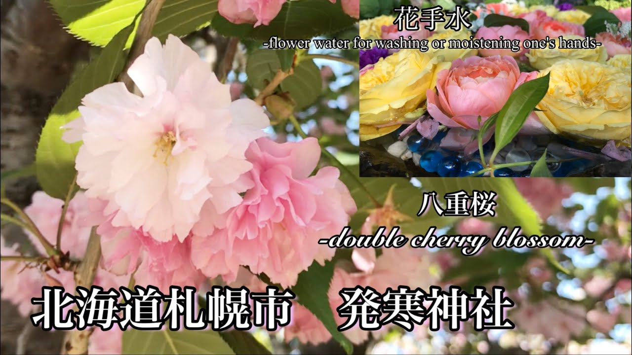 八重桜 北海道札幌市発寒神社に今年最後のお花見をしてきました 花手水 70 Youtube 八重桜 北海道札幌市発寒神社に今年最後のお花見をしてきました 花手水 70 Youtube