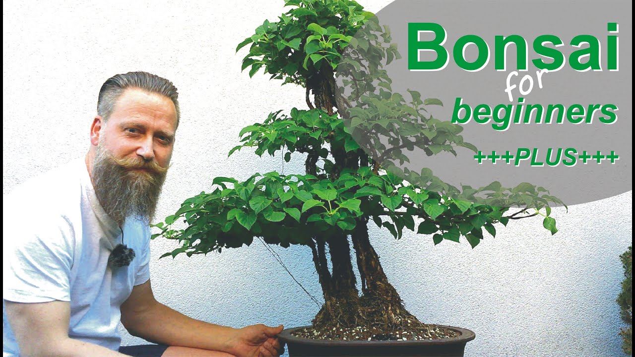 Bonsai -Hortensie wie es weiter geht, das Update