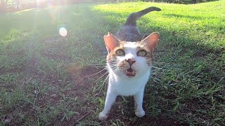 公園の芝生に野良猫がいたので近づいてナデナデすると喜んでゴロンゴロン転がった