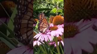 MONARCH BUTTERFLY FEEDING FRENZIE!!