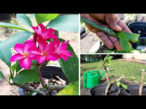 Video: Plumeria Care. Ինչպես աճեցնել Plumeria