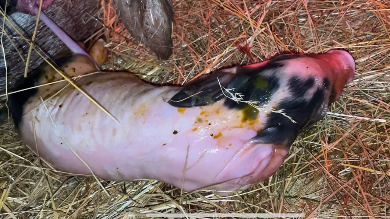 Farrowing Signs in Sows & Gilts