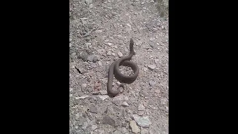Змея грелась на солнце и вдруг..