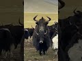 Wild yak is much bigger then domestic yak yakfight biganimals tibet wildlife wildyak