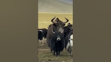 Wild Yak is Much bigger then domestic Yak 😱😱😱#yakfight #biganimals #Tibet #wildlife #wildyak