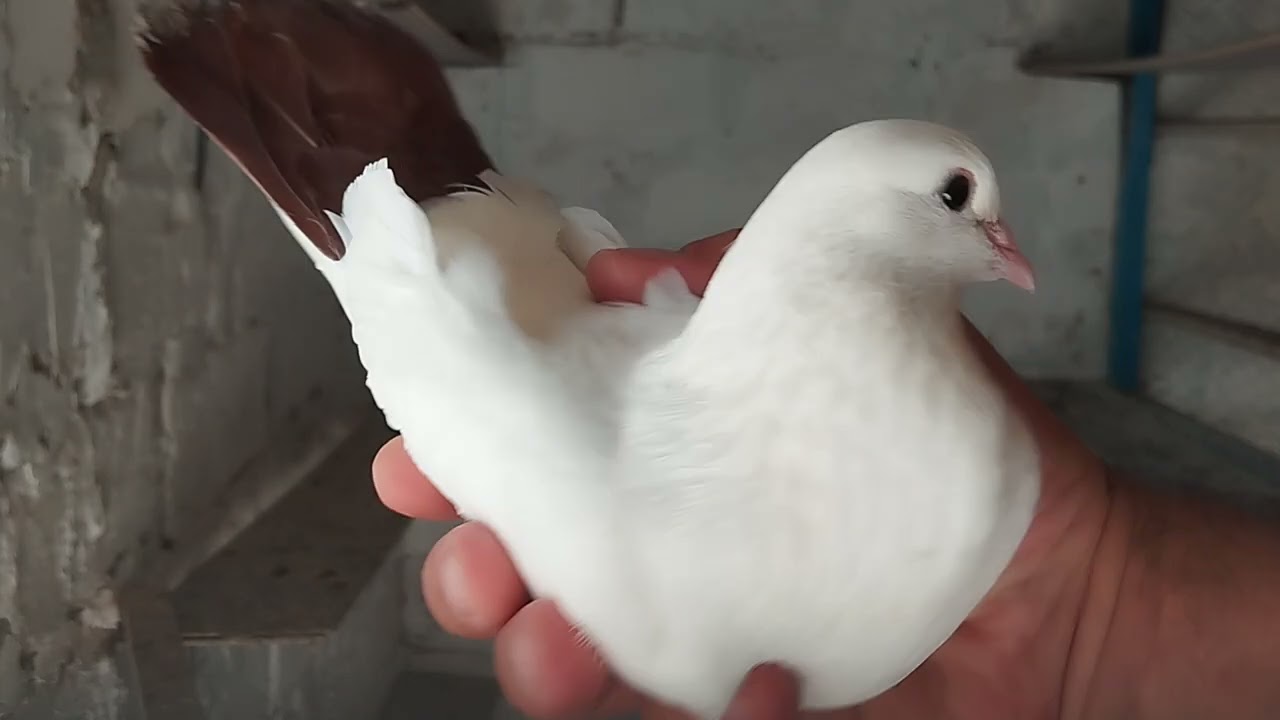 Голуби. Снова чужой. 09.07.2025г