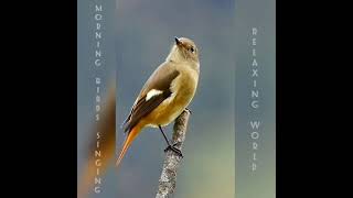 Morning Birds Singing screenshot 5