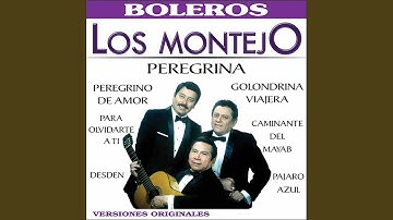 Peregrino de Amor