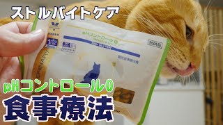 ストルバイト結石対策に食事療法！茶トラ猫マロンに「ロイヤルカナン 食事療法食 pHコントロール0」を与えてみました！食べてくれるかな？[4K]