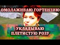 Омолаживаю гортензию. Укладываю плетистую розу Salita, используя вилы. Роза Flammentanz.