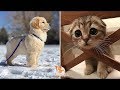 「絶対に笑う」あり得ないことをする犬★おもしろい犬のハプニング, 失敗画像集 #8