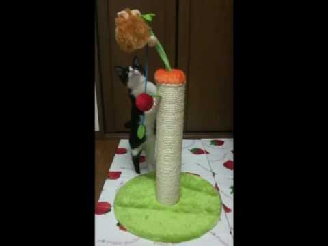 おれ、ねこ（イチゴ）