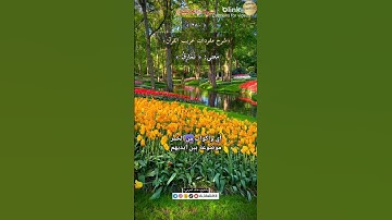 معنى كلمة (نمارق)٢٨٠-شرح مفردات غريب القرآن/سورة الغاشية/ الشيخ خالد الحرمي.