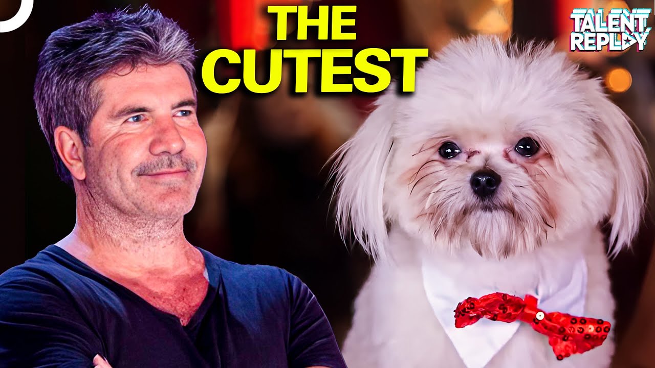 This Dog's Act is The Perfect Mix of Cute and CLEVER! | Britain's Got Talent