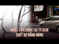 Rầu rĩ vì nhiều cây xanh ở TP.HCM chết do nắng nóng, ảnh hưởng làm ăn