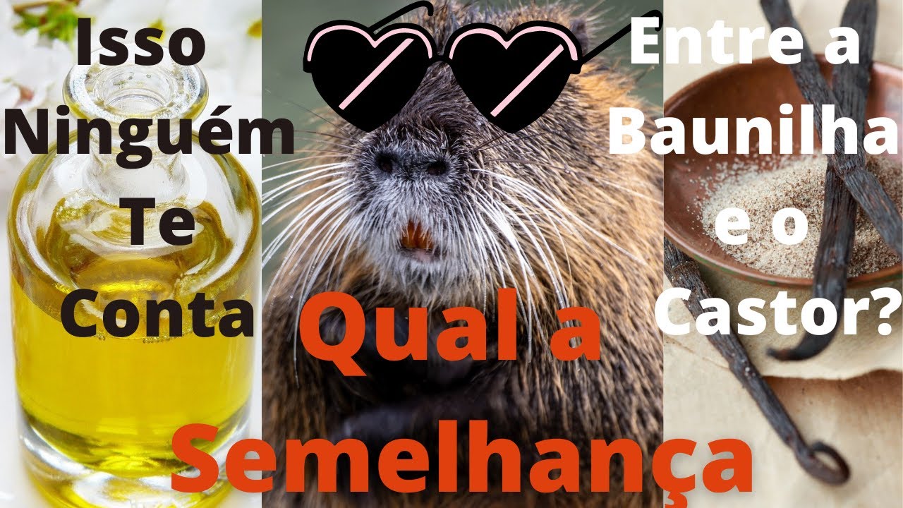Você conhece o Castóreo? A baunilha feita no do Castor? hortagastandopouco YouTube