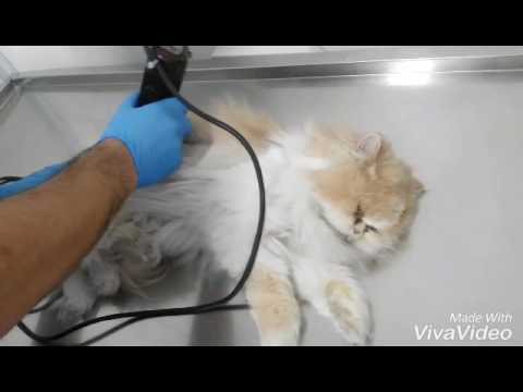 İran kedisi (persian) traş - YouTube