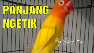 YAKIN!! 3 Menit LUTINO ini bunyi, LABET lelet dan Bisu bisa LANGSUNG NGEKEK Panjang, LOVEBIRD jadi N