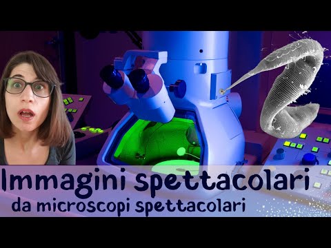 Video: Un microscopio elettronico a scansione costa?