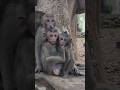 Beautiful lovely baby monkey JOLAN Jagger playful best time #shortvideo #shorts #viral #cute