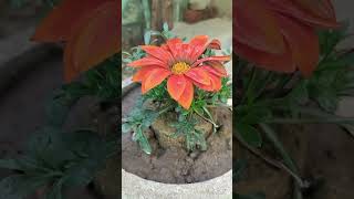 my mummy mini garden#shortdailyvideos#gardening#youtubedailyvlogs🥀🥀🥀🥀🌻🌻🌻