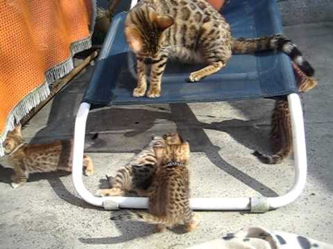 Bengy Mommy Amelie playing with their Kitten