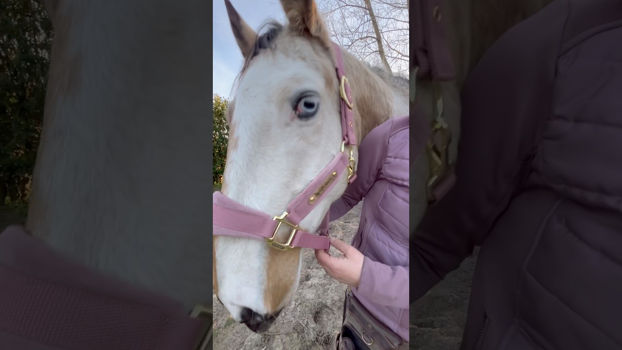 Real Boys Wear Pink 💕 #horses