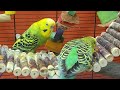 Budgie singing and calling sounds | Video for cats to watch | Play this video on loop while away