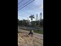 JAMAICA FIGHT FUNNY