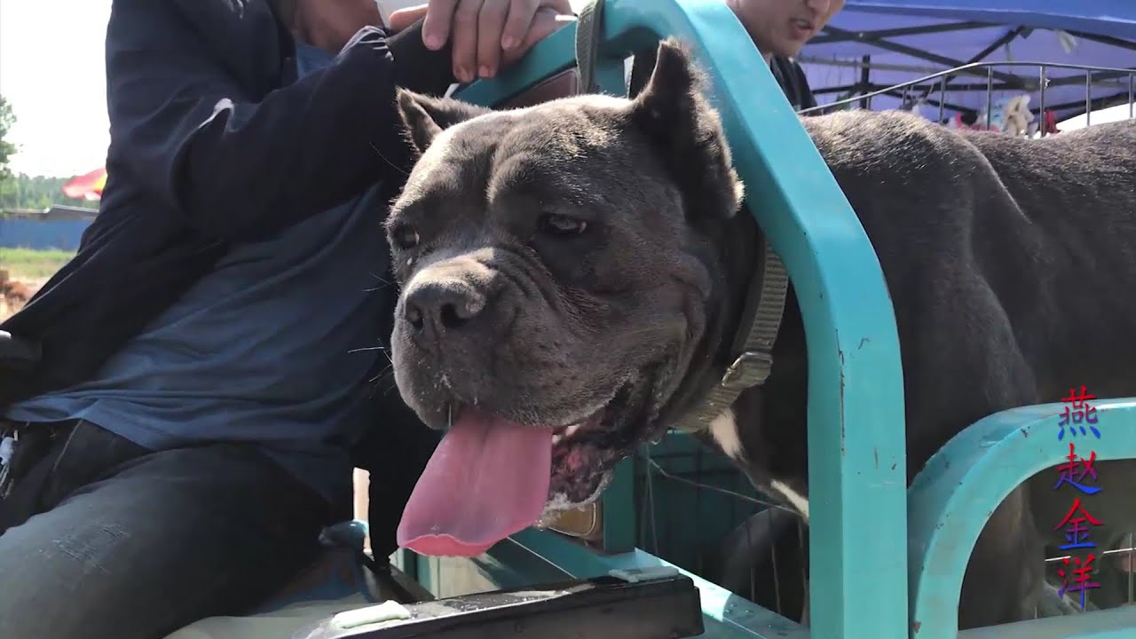 金洋逛狗市，相中一条猛犬，来看看它有多大的本领
