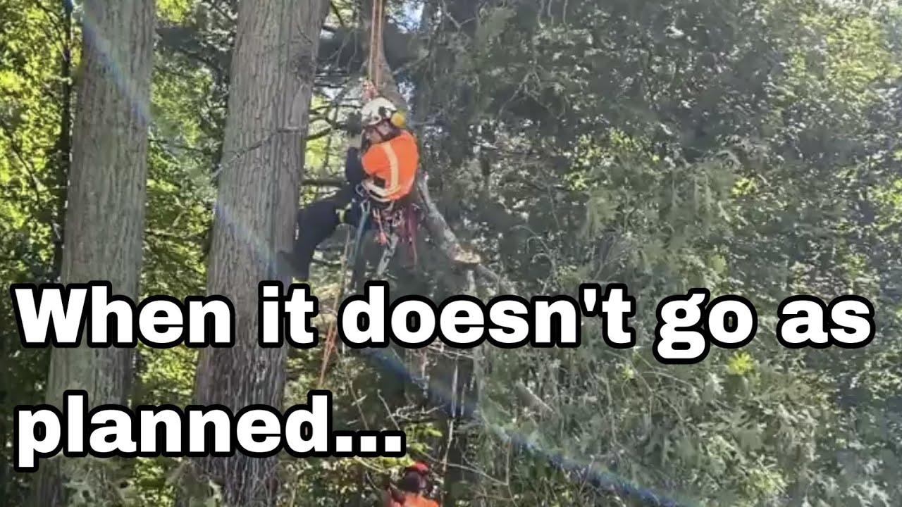 Tree Climbing and Tree Cutting | A Learning Experience - YouTube